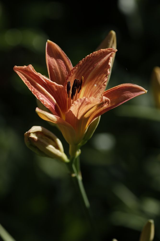 Taglilie (Hemerocallis)