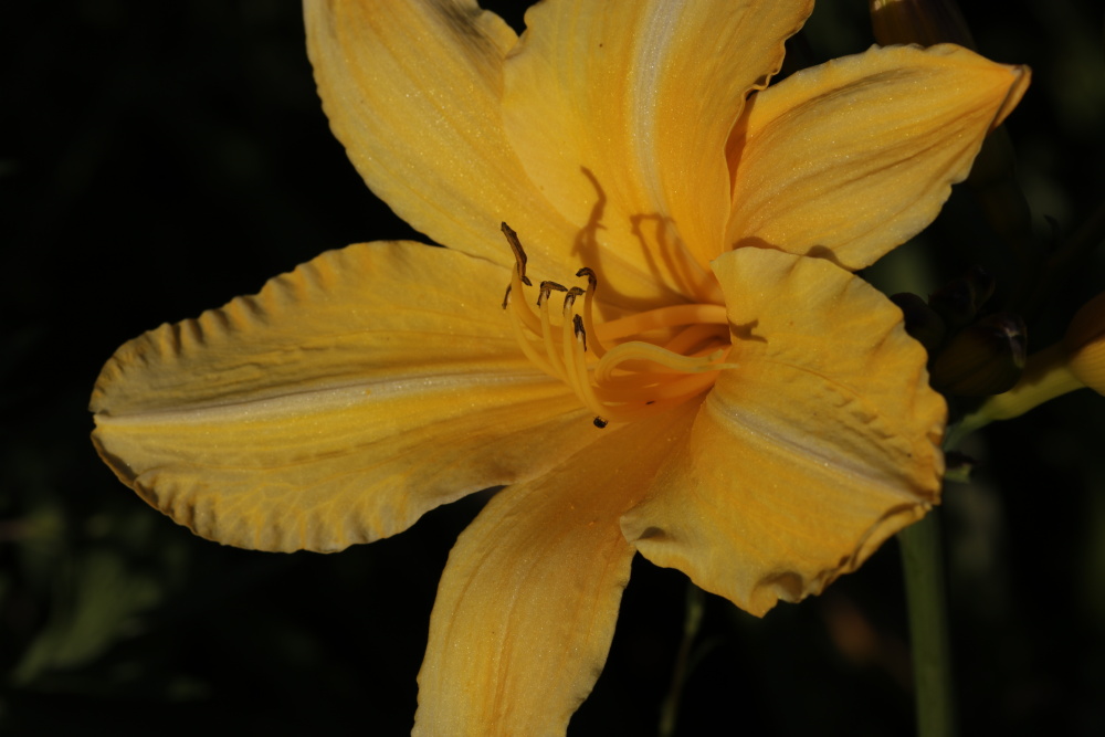 Taglilie (Hemerocallis)