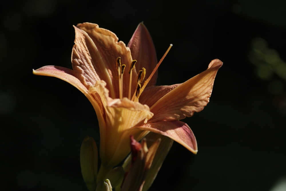 Taglilie (Hemerocallis)