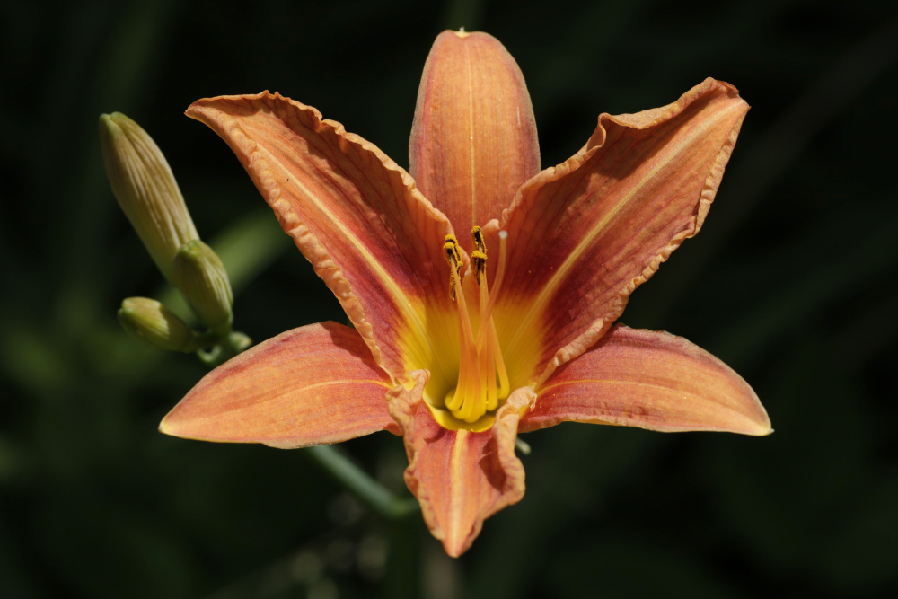 Taglilie (Hemerocallis)