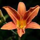 Taglilie (Hemerocallis)