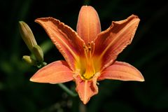 Taglilie (Hemerocallis)