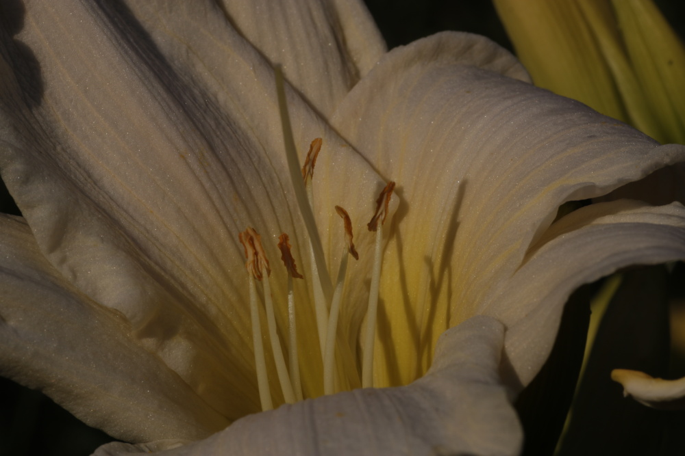 Taglilie (Hemerocallis)