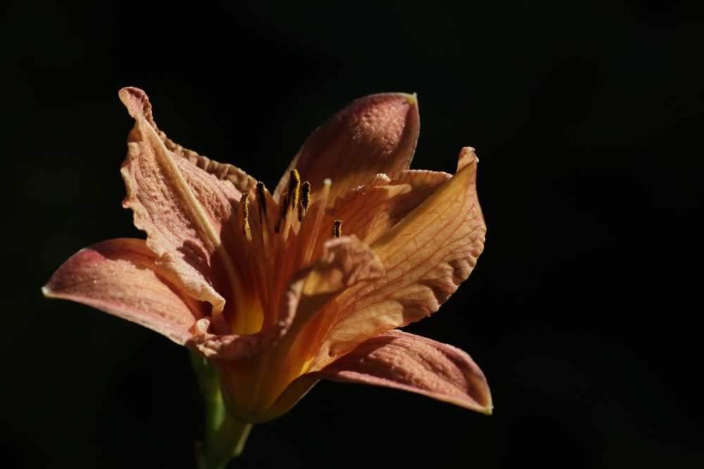 Taglilie (Hemerocallis)