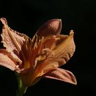 Taglilie (Hemerocallis)