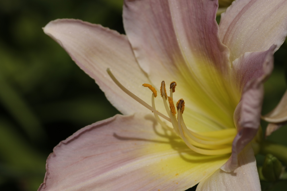 Taglilie (Hemerocallis)