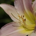 Taglilie (Hemerocallis)