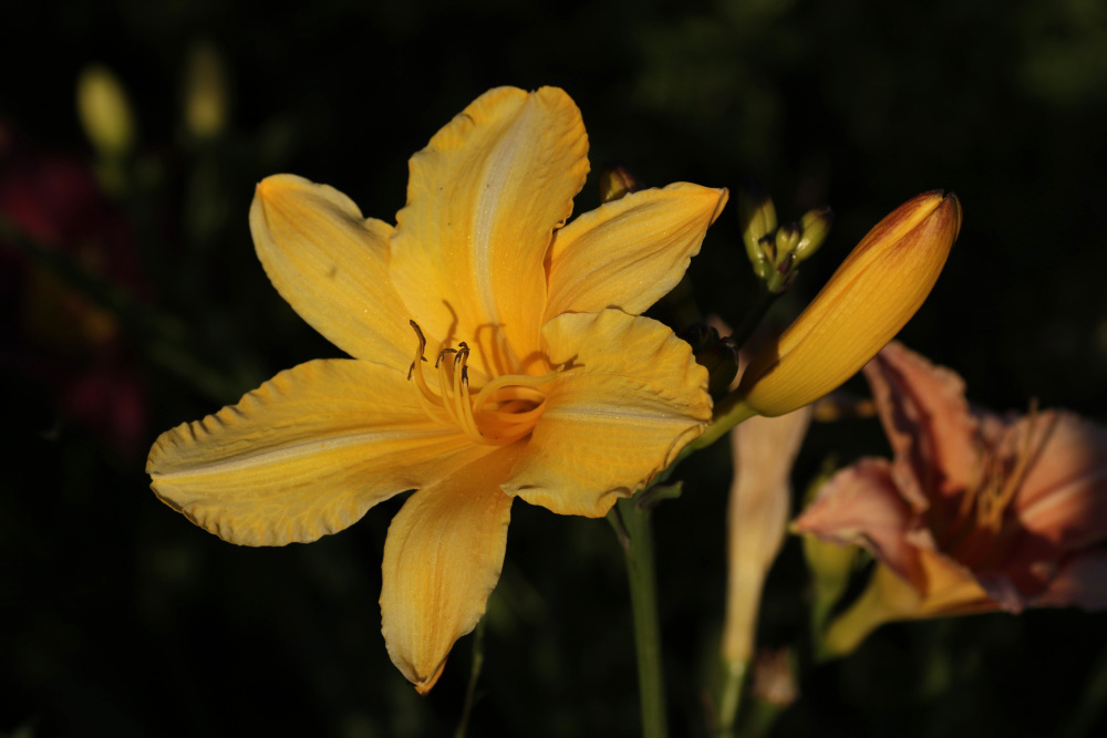 Taglilie (Hemerocallis)