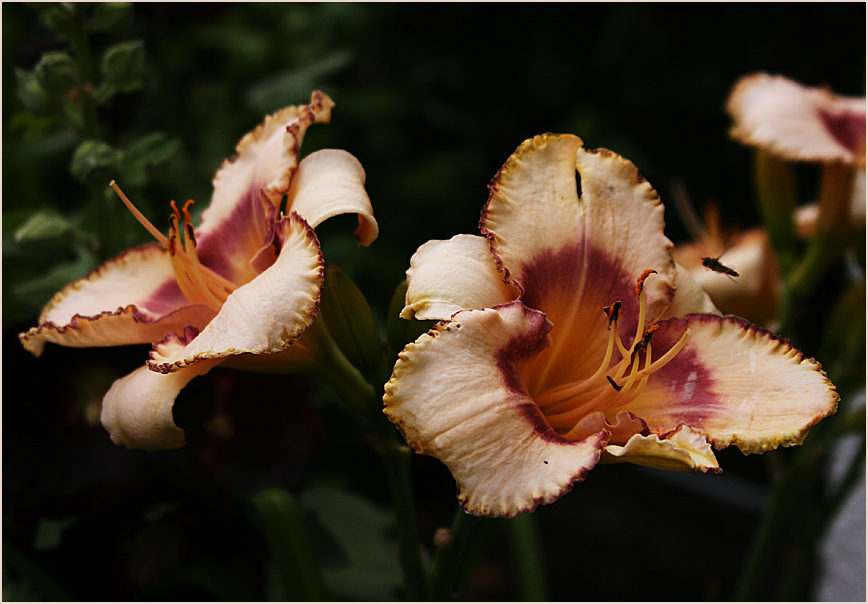 Taglilie (Hemerocallis)