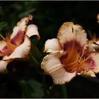 Taglilie (Hemerocallis)