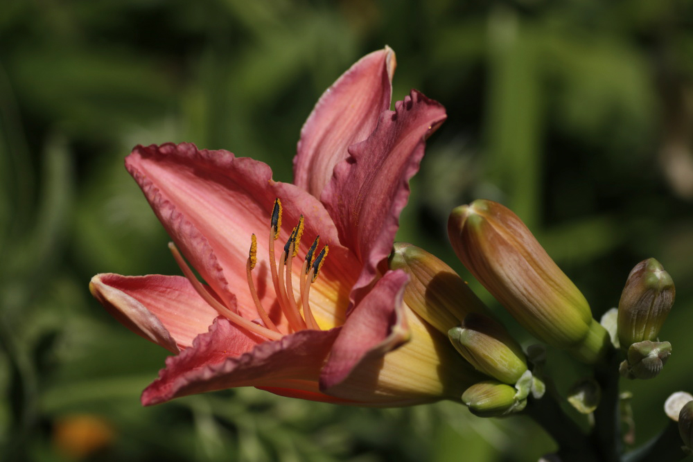 Taglilie (Hemerocallis)