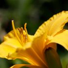 Taglilie (Hemerocallis)