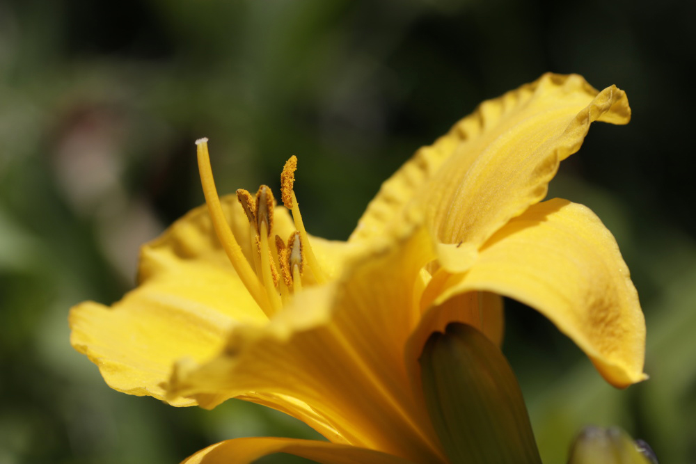 Taglilie (Hemerocallis)