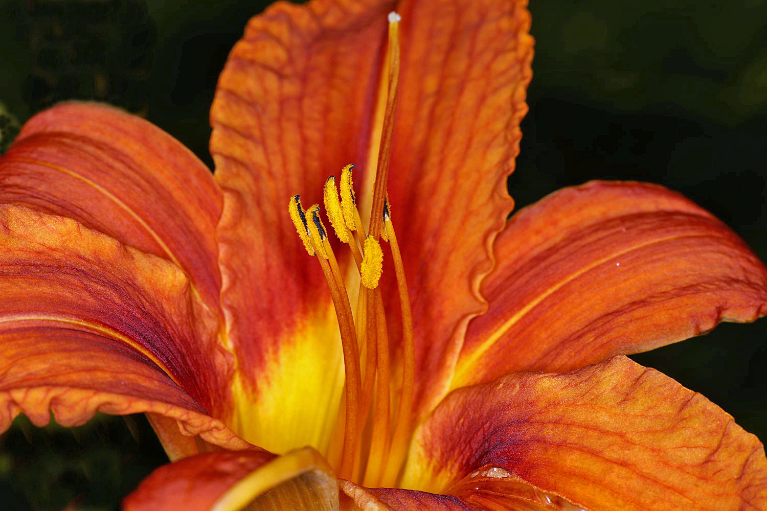 Taglilie ( Hemerocallis)~ auch wenn gar keine Lilie ( Lilium) ist