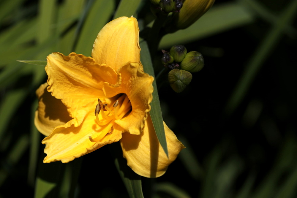 Taglilie (Hemerocallis)