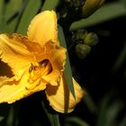 Taglilie (Hemerocallis)