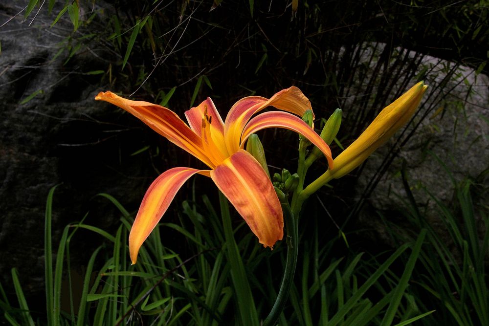 Taglilie ( Hemerocallis )