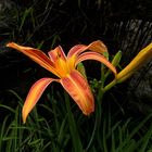 Taglilie ( Hemerocallis )