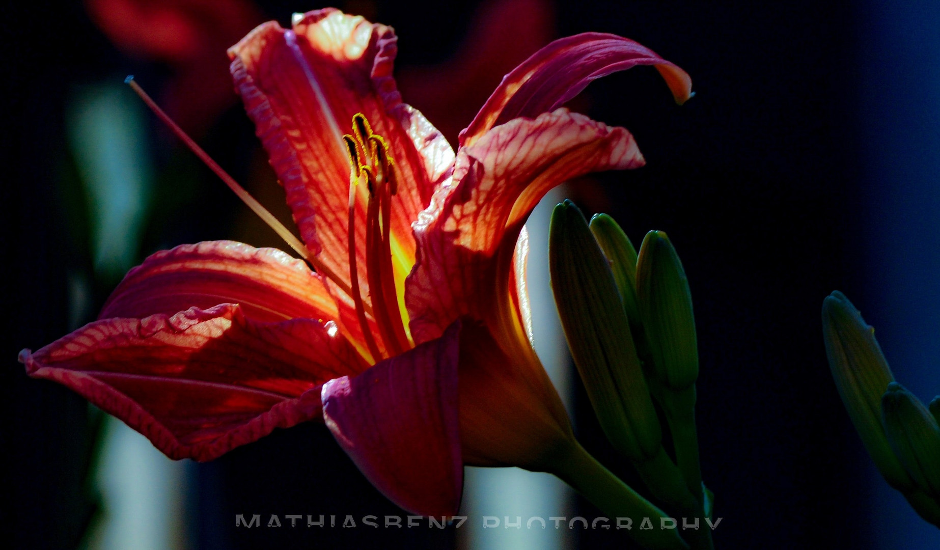 Taglilie ( Hemerocallis)