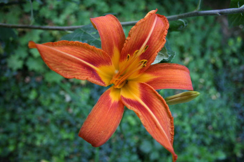 Taglilie (Hemerocallis spec.)