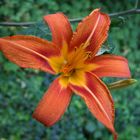 Taglilie (Hemerocallis spec.)