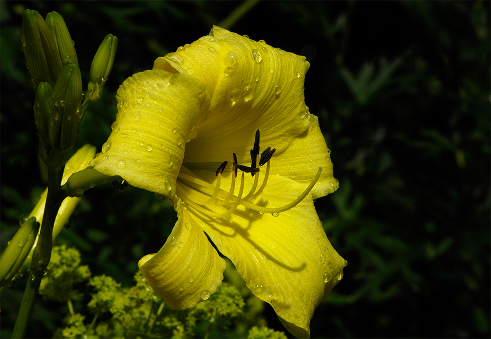 Taglilie im Garten