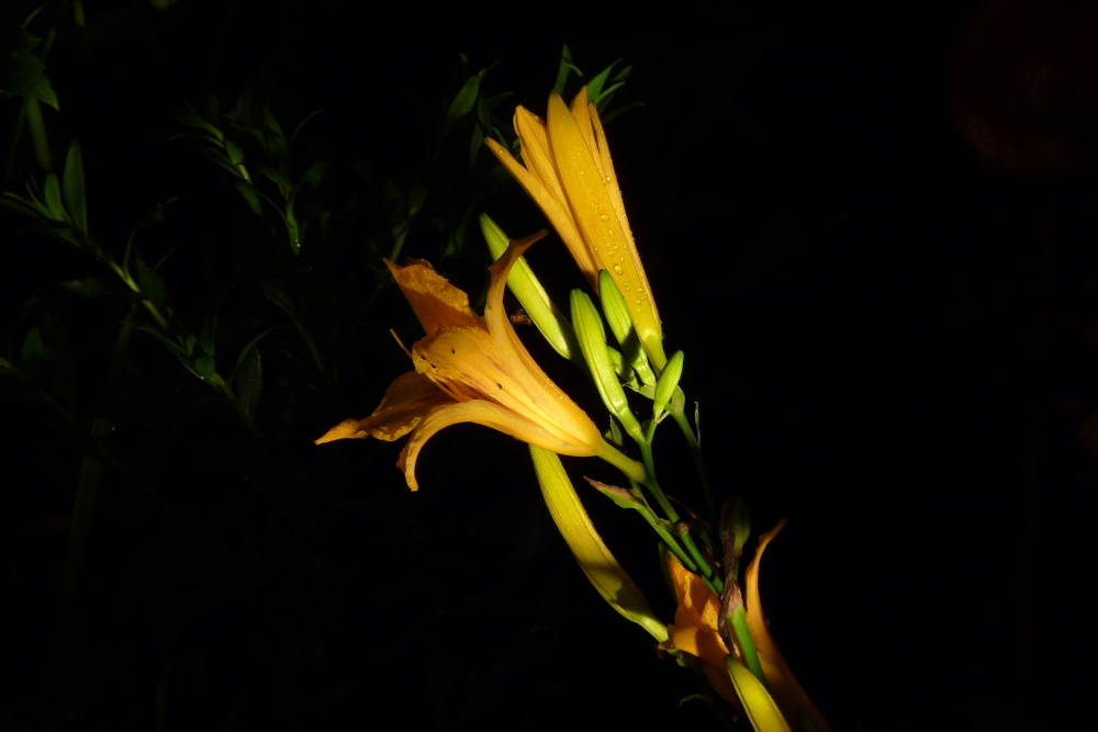 Taglilie - in der Nacht