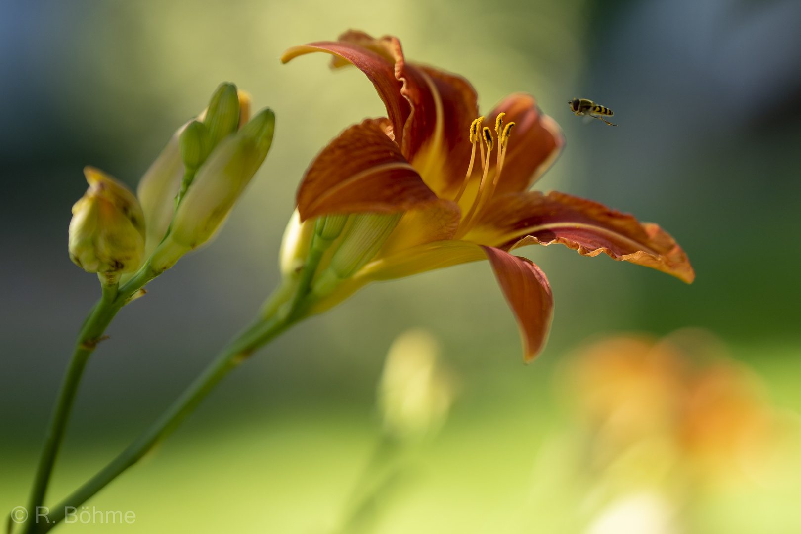 Taglilie mit Schwebfliege