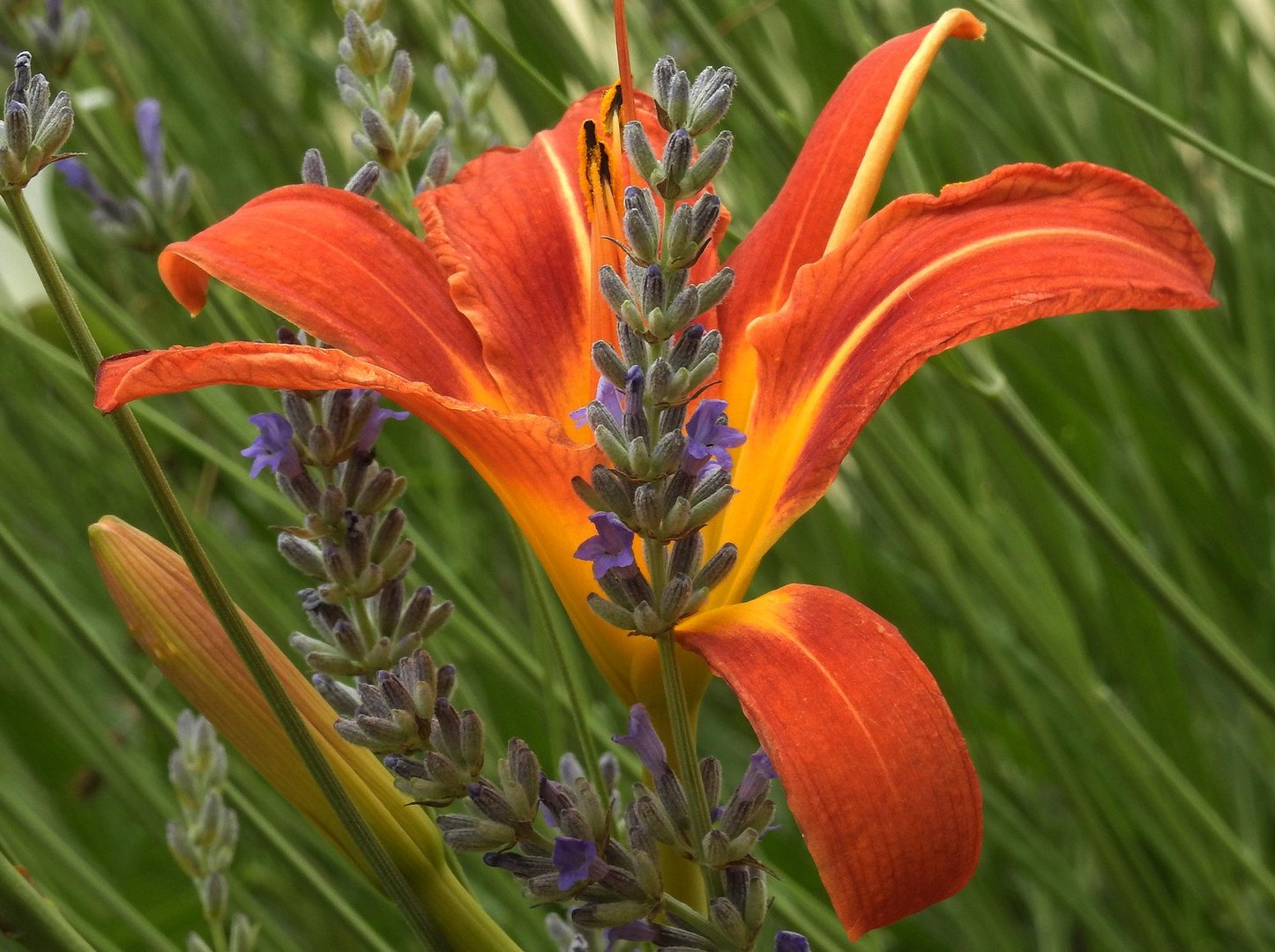 Taglilie und Lavendel