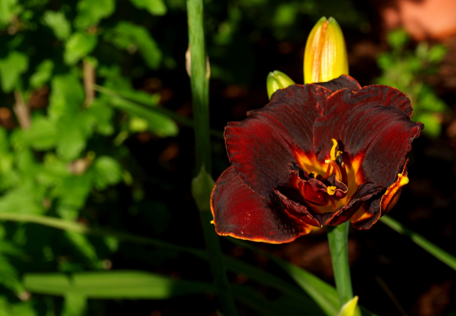 ***Taglilie***Hemerocallis***