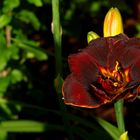 ***Taglilie***Hemerocallis***