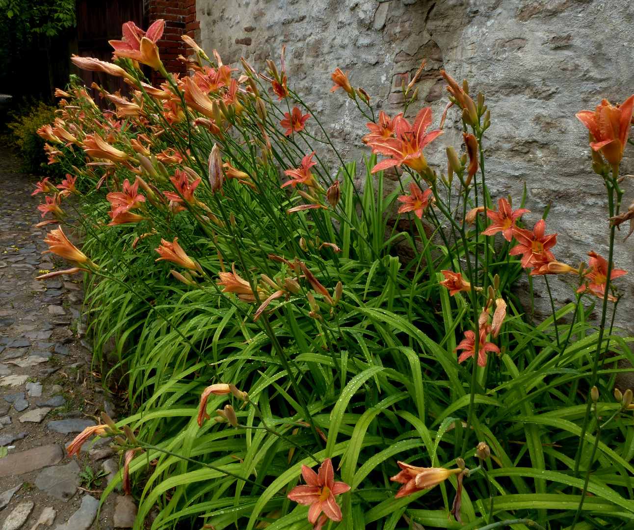 -Taglilien an der Gartenmauer-