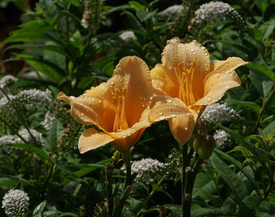 Taglilien (Apricot Angel)