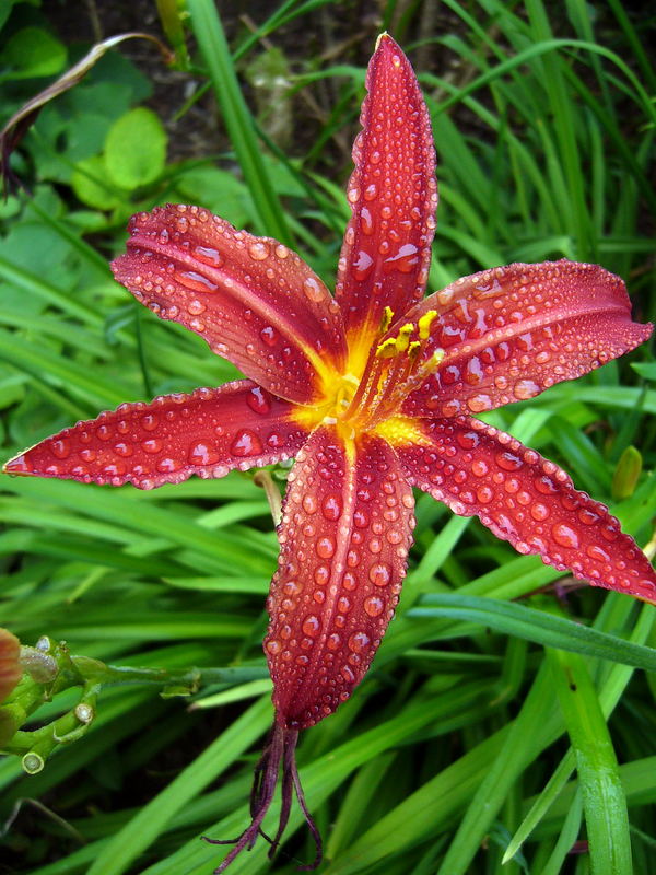 Taglilien Blüte