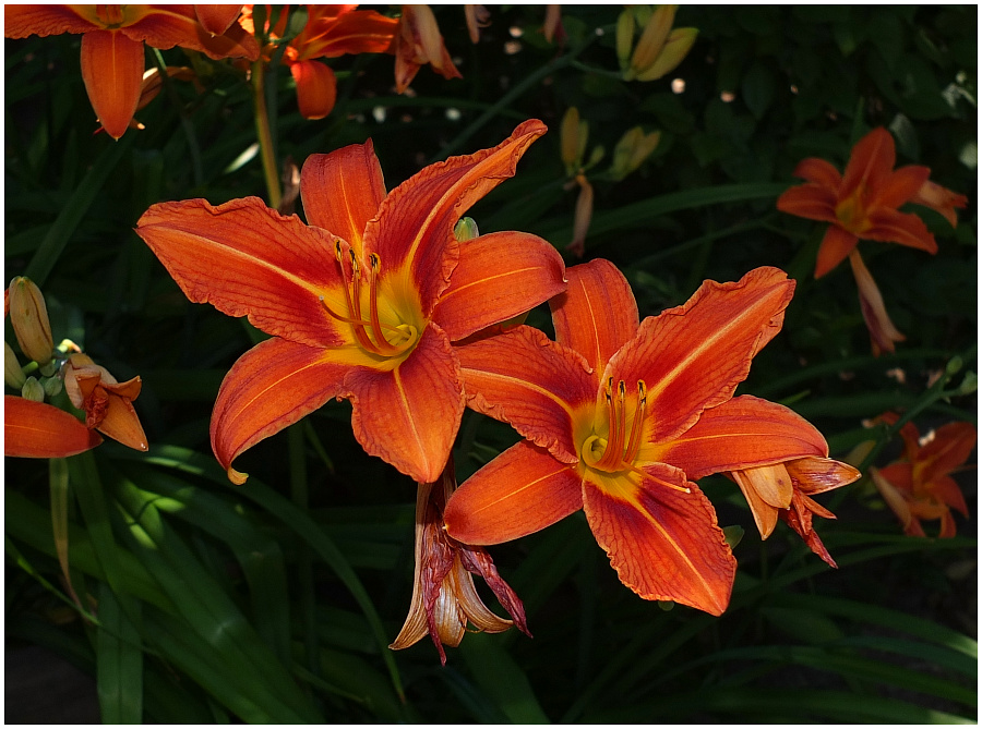 Taglilien ( Hemerocallis fulva)