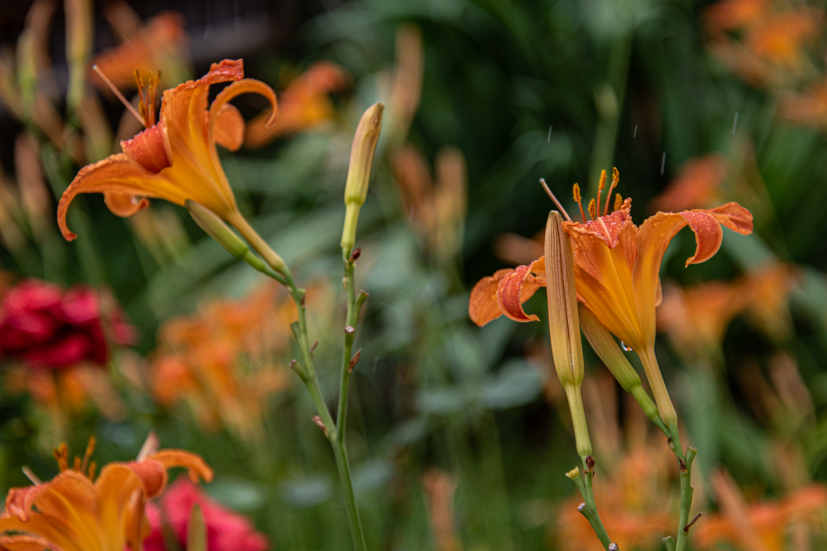 Taglilien im Regen Foto & Bild pflanzen, pilze & flechten, blüten
