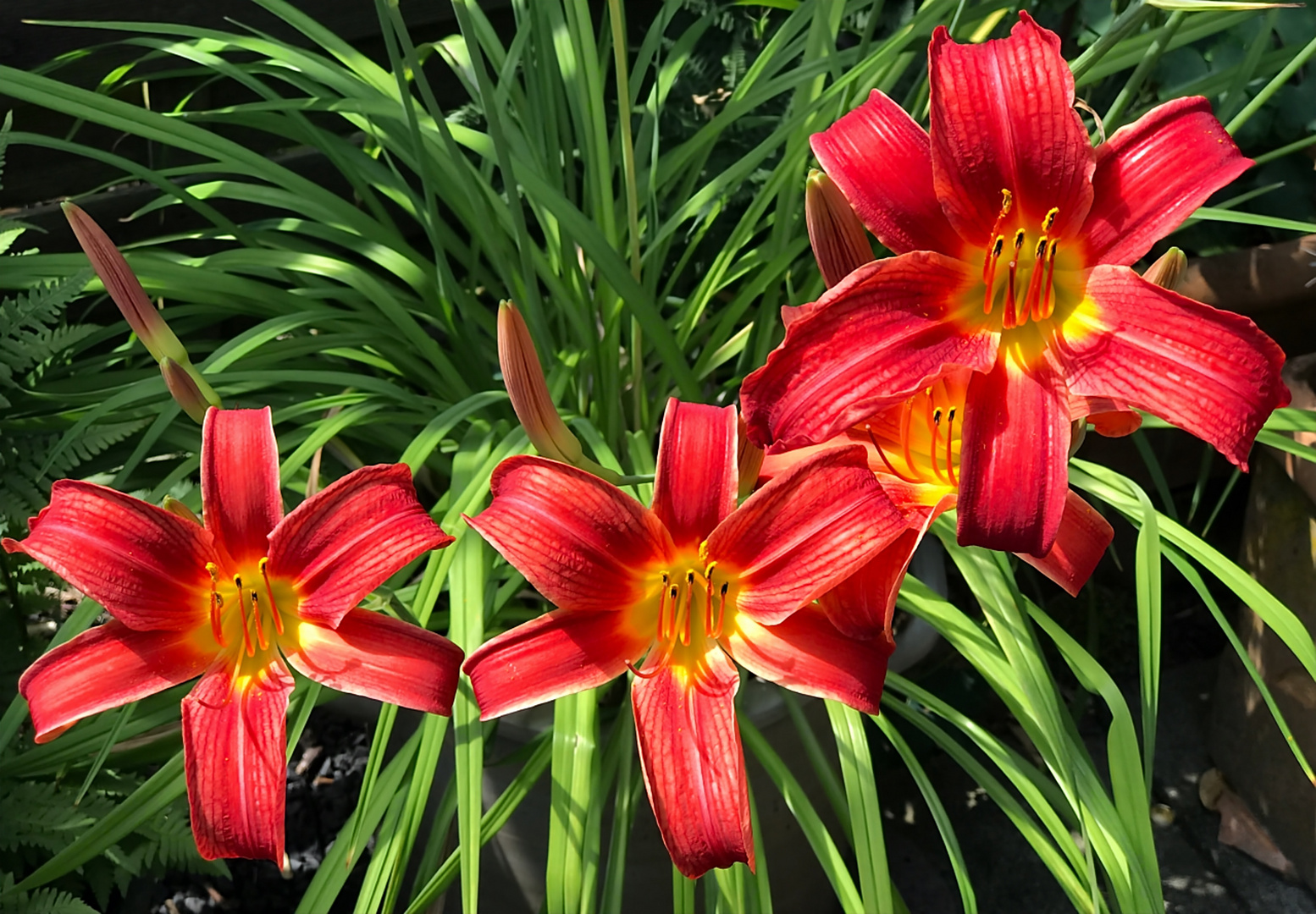 Taglilien in voller Blüte