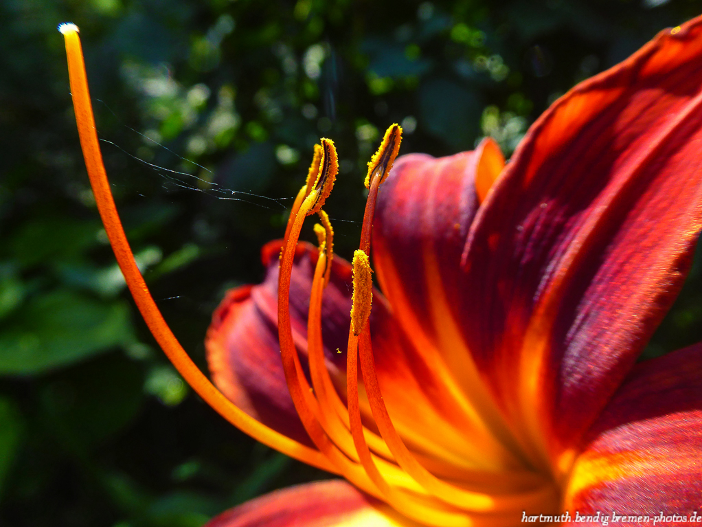 Taglilienblüte 