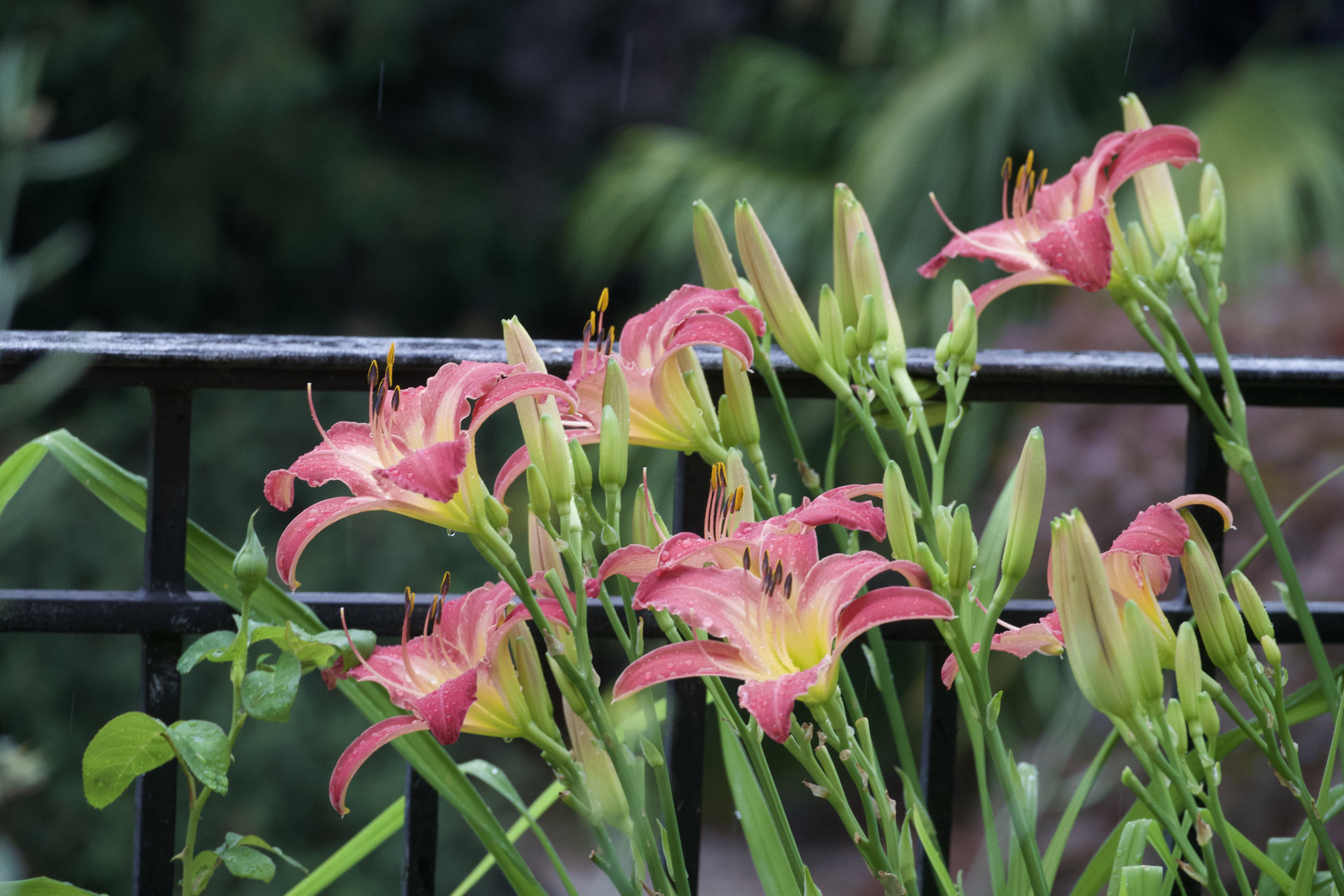 Taglilienblüten