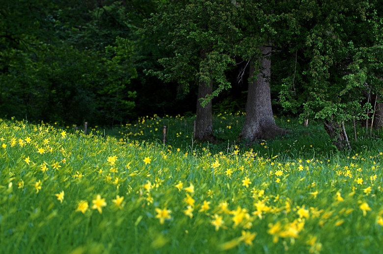 Taglilienwiese Rehling