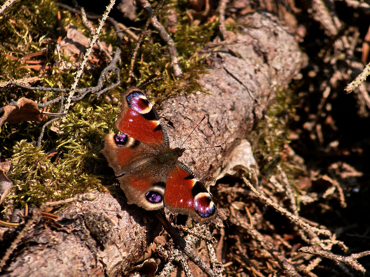 Tagpfauenauge