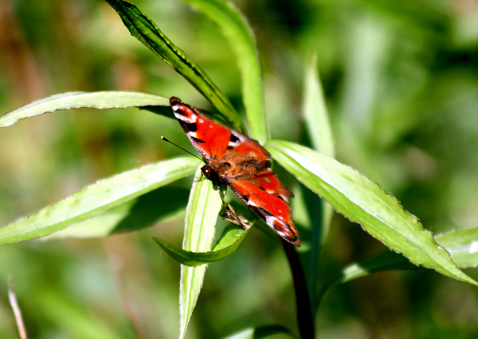 Tagpfauenauge 