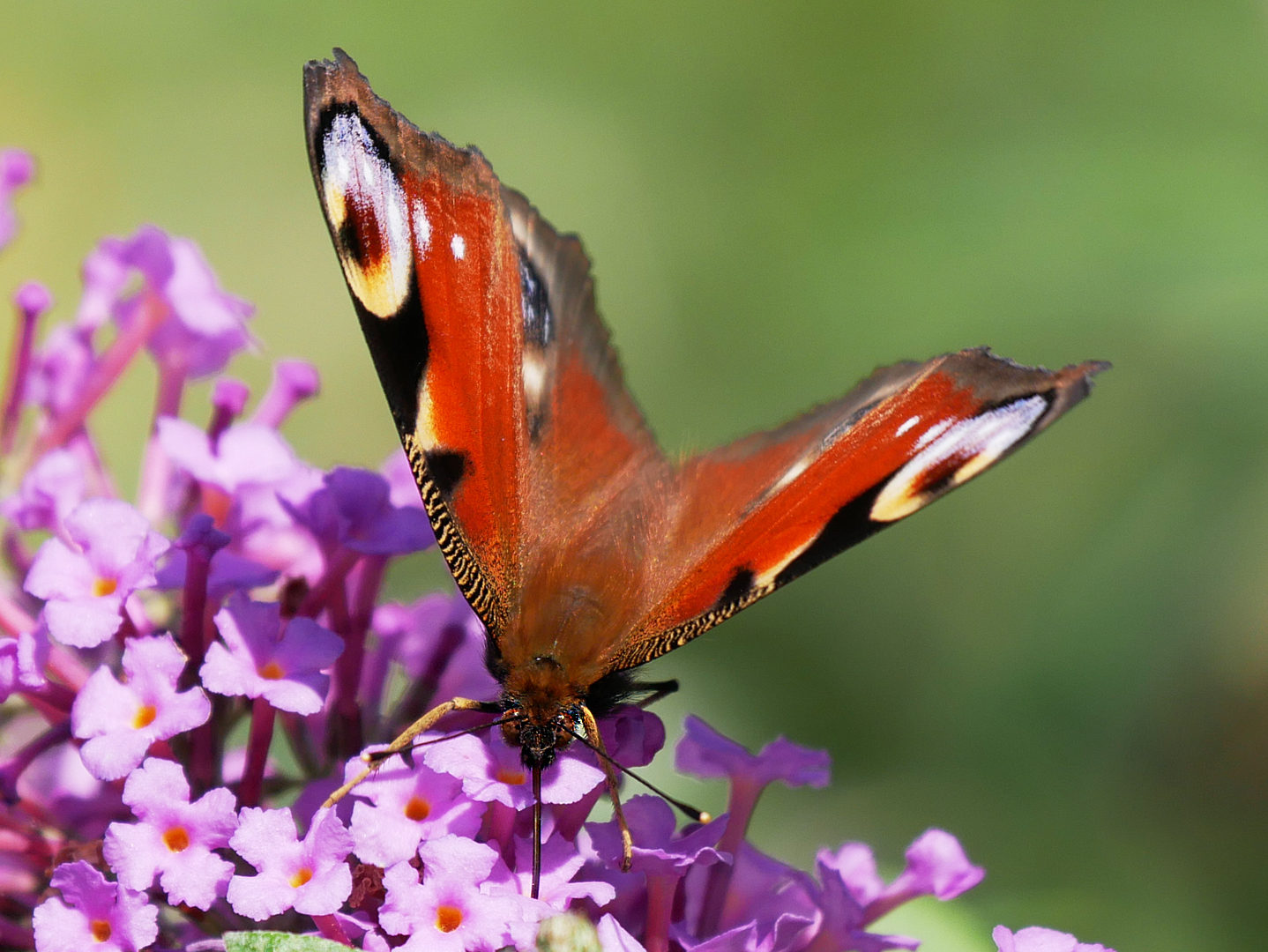 Tagpfauenauge Foto & Bild tiere, wildlife, schmetterlinge Bilder auf