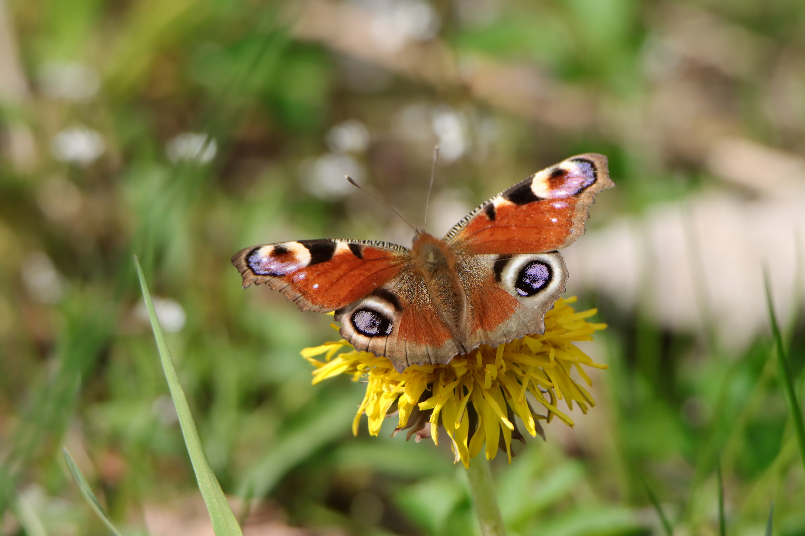 Tagpfauenauge Foto & Bild | tiere, wildlife, schmetterlinge Bilder auf