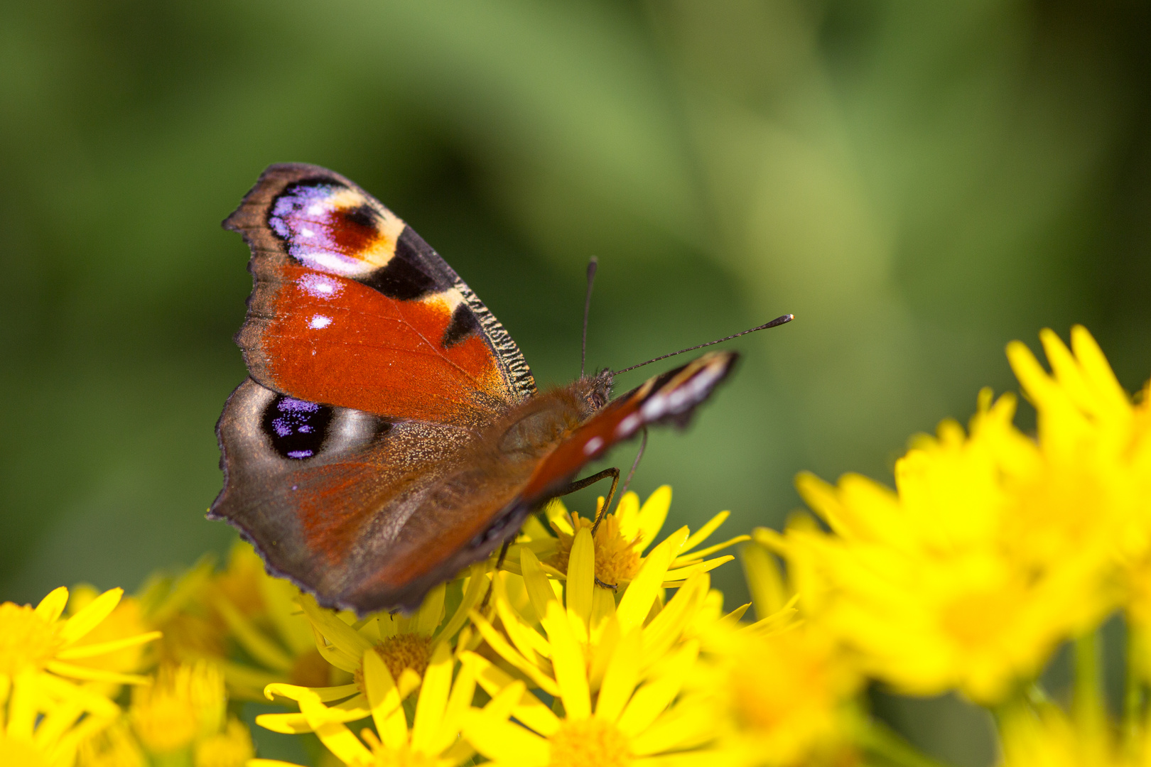 Tagpfauenauge Foto & Bild | schmetterling, wildlife, tagpfauenauge