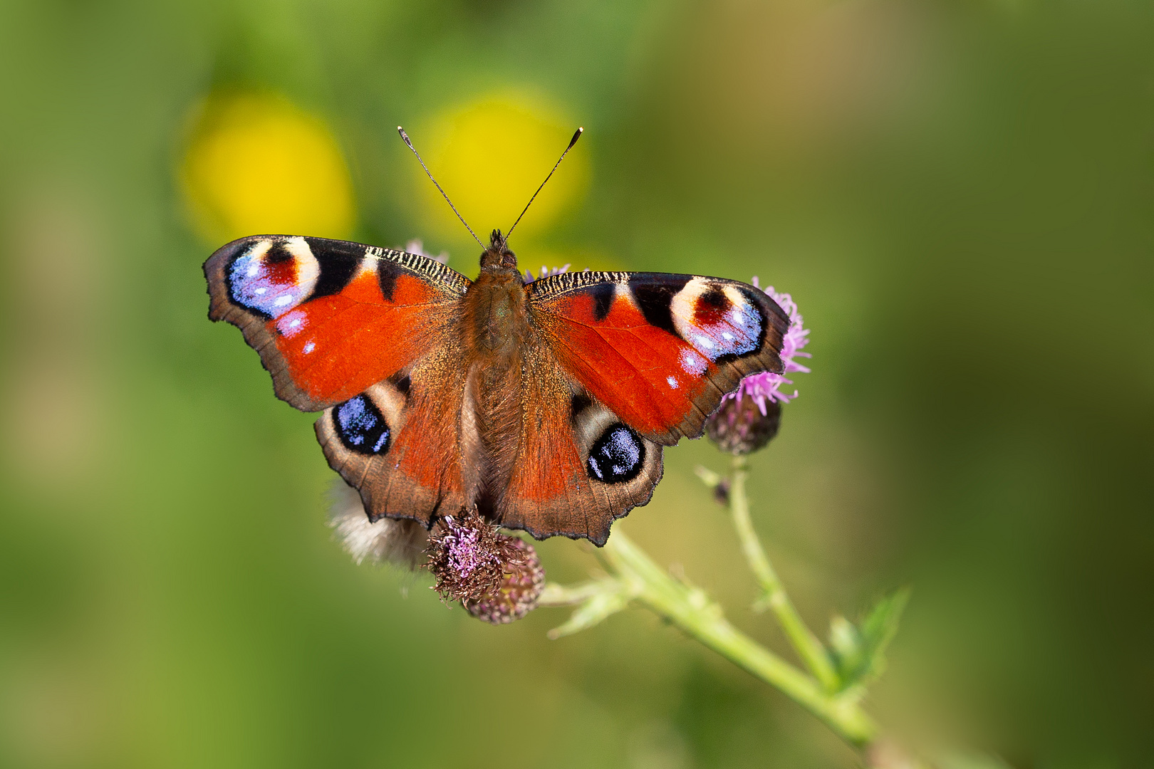 Tagpfauenauge Foto & Bild tiere, wildlife, schmetterlinge Bilder auf