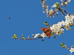 Tagpfauenauge