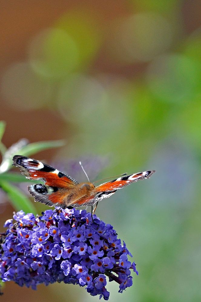 Tagpfauenauge abflug