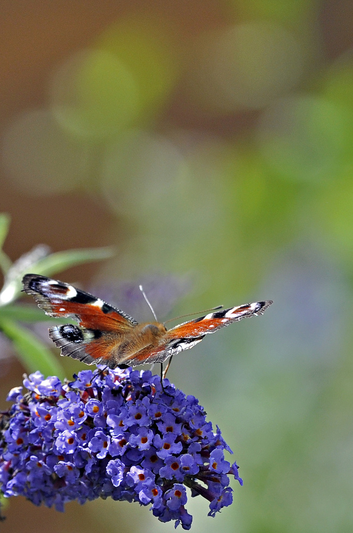 Tagpfauenauge abflug