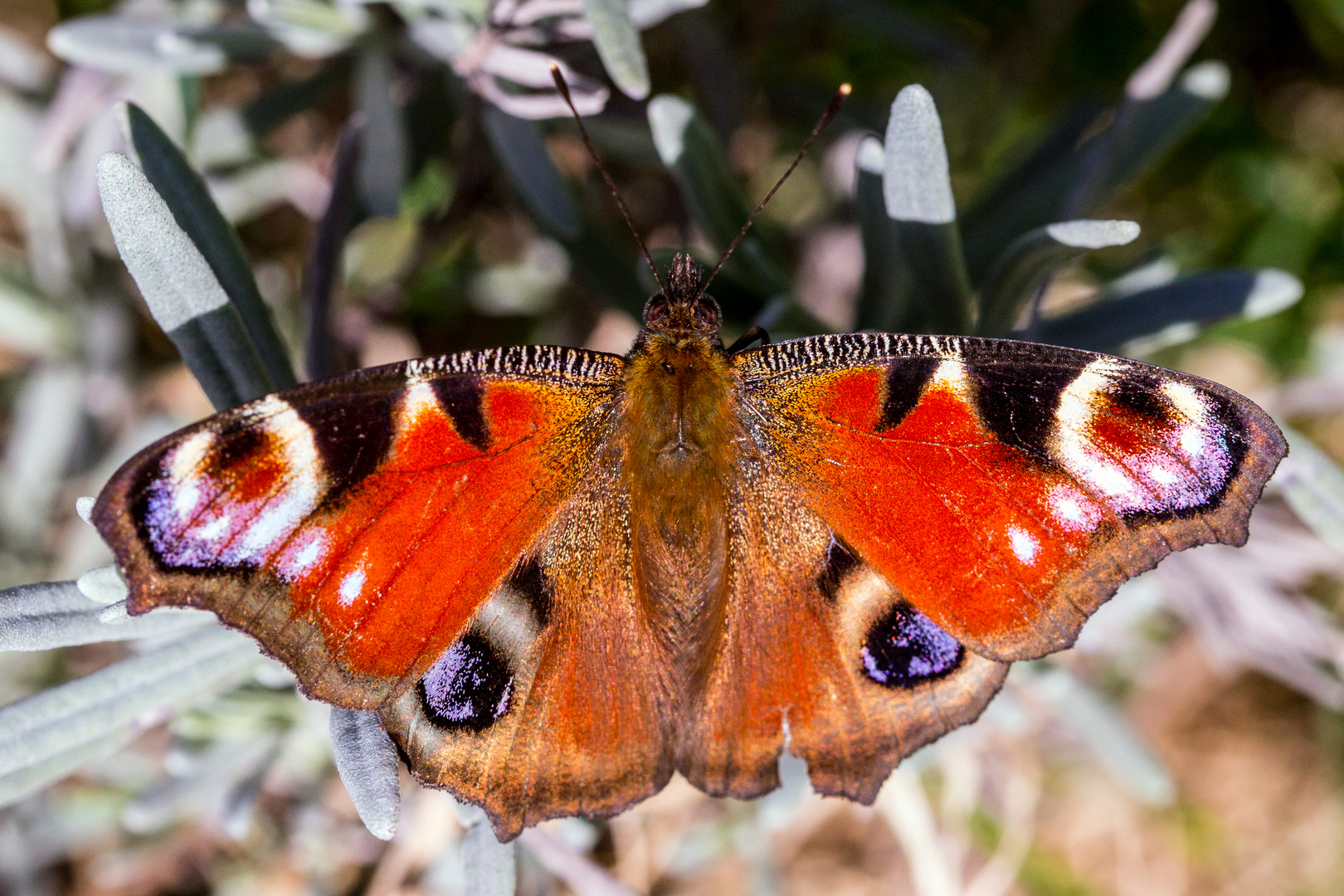 Tagpfauenauge (Aglais io)